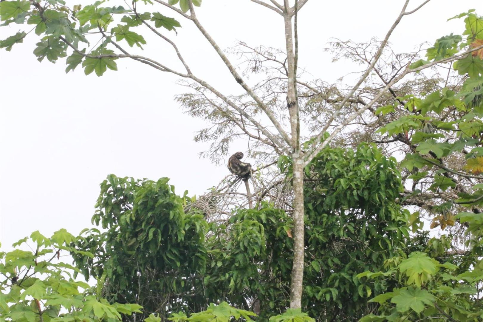 Amazon Curassow Lodge And Expeditions Paraíso Exteriér fotografie