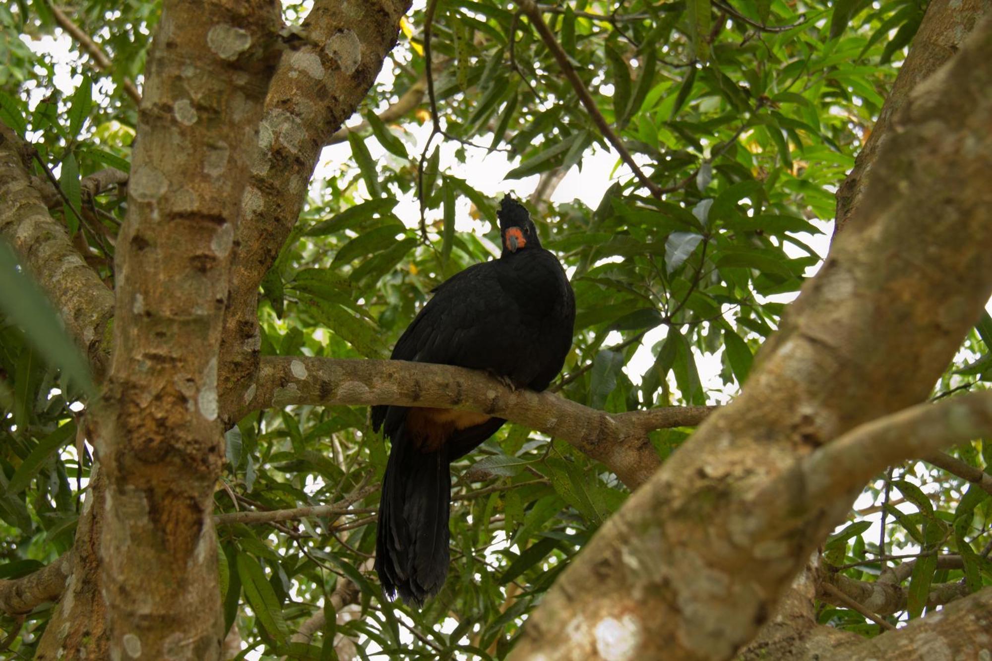 Amazon Curassow Lodge And Expeditions Paraíso Exteriér fotografie