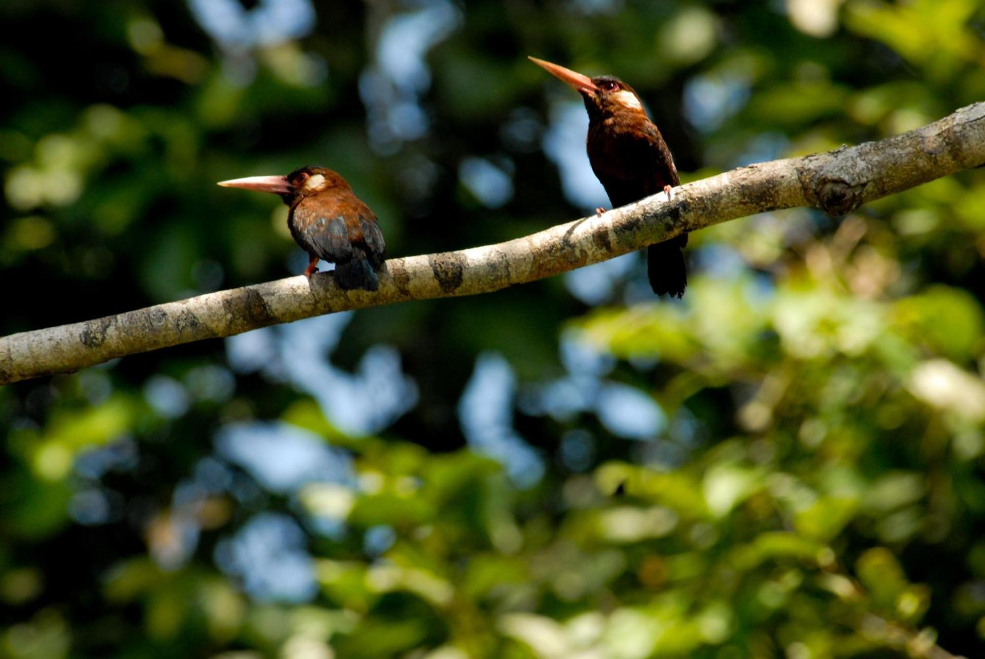 Amazon Curassow Lodge And Expeditions Paraíso Exteriér fotografie